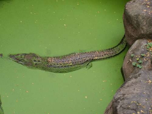 Alligator Wildlife Nature Reptile Crocodile