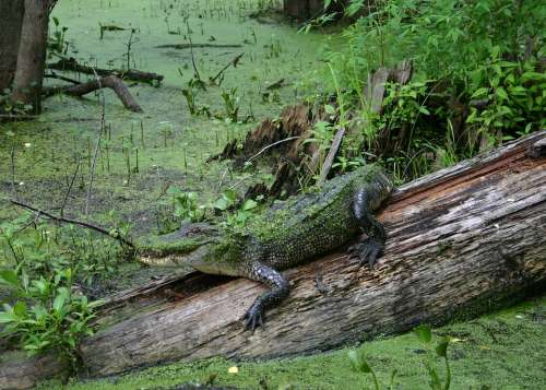 Alligator Swamp Wildlife Nature Reptile Wild