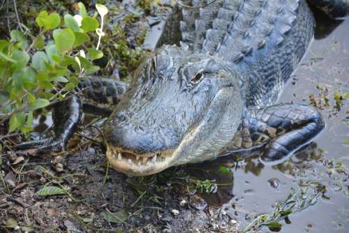 Alligator Crocodile Dangerous Hir Everglades