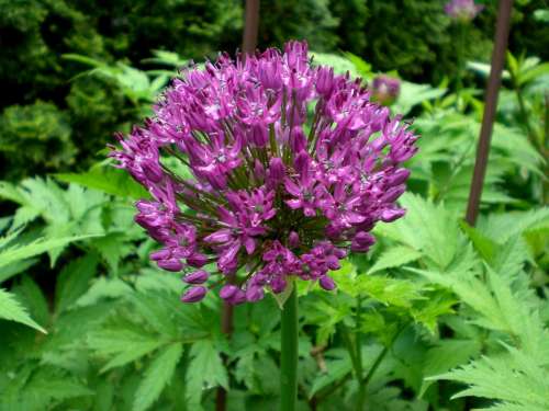 Allium Sphaerocephalon Leek Flower Ball Leek