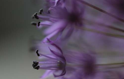 Allium Flowers Plant Purple Plants Perennial