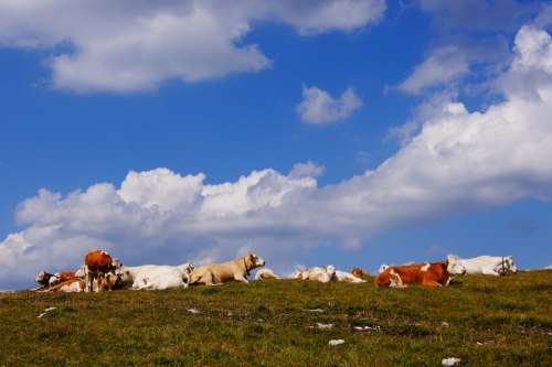 Alm Cows Pasture Sky