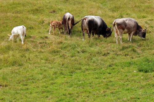 Almkühe Cows Cow Alm Alpine Meadow Graze