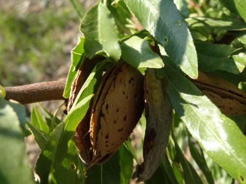Almond Almond Tree Nut Plant Walnut Closeups
