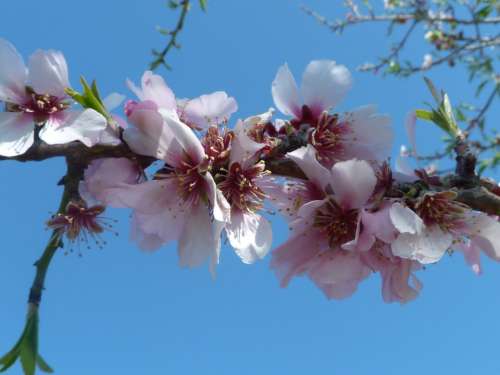 Almond Blossom Spring Flowers Pink Blossom Bloom