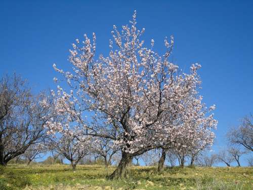 Almond Blossom Spring Spain Ronda Andalusia Sky