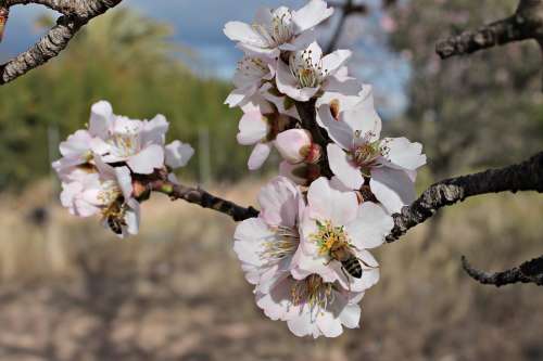 Almond Flower Bees Pollen Honey Insects Flowering