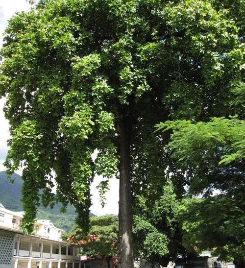 Almond Tree Tree Lush Green