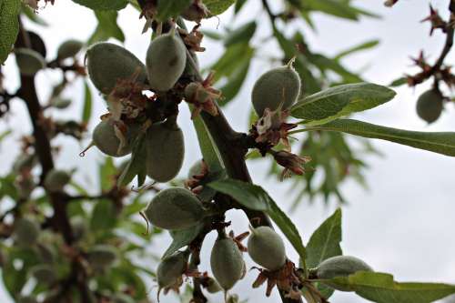 Almond Tree Fruit Of The Almond Tree Vegetable