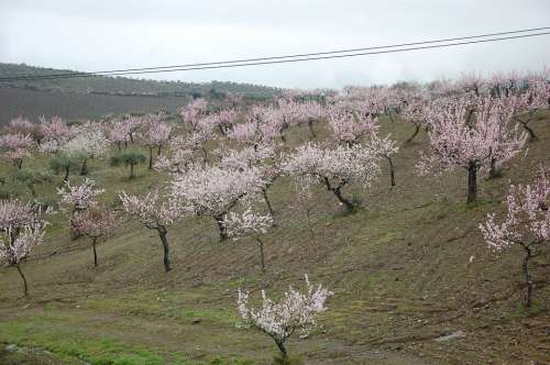 Almond Trees Flower Flowers