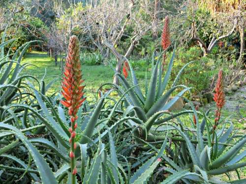 Aloe Agave Succulent Inflorescence Red