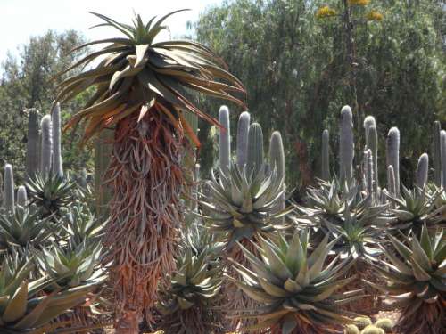 Aloe Cactus Plant Exotic Exotics Flora Agave