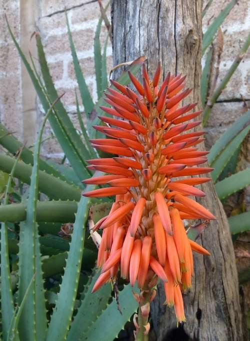 Aloe Flower Africa Nature Plant Succulent Red