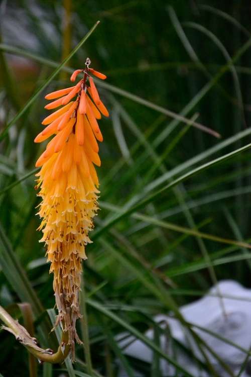 Aloe Flower Orange Asphodelus Family Asphodeloideae