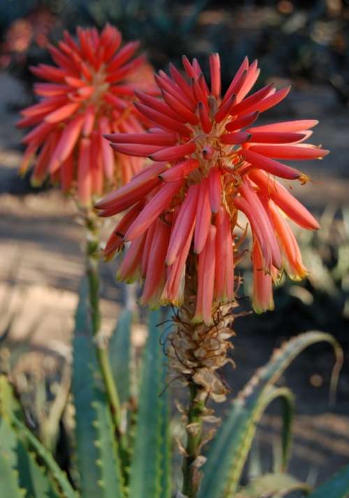 Aloe Flower Nature South Africa Flora Red