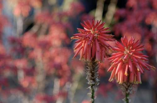Aloe Flower Nature Flora Pink Exotic