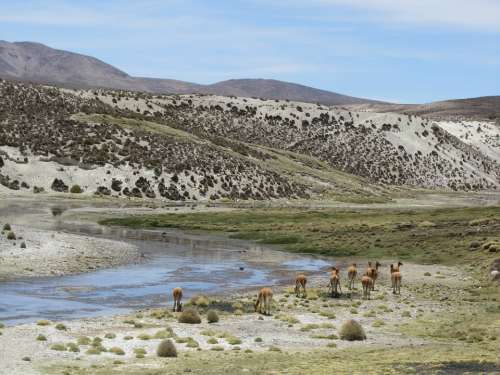 Alpaca Chile Parincota Kahl Mountains Hot