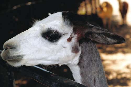 Alpaca Face Furry Head White Ears Hair