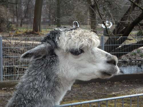Alpaca Petting Zoo Soft Fluffy Animal Face Wool