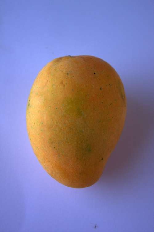Alphonso Mango Mangoes Sweet Tasty Alphonso Yellow