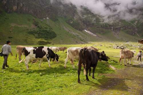 Alpine Pasture Calf Switzerland Canton Of Glarus