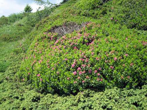 Alpine Roses Almrausch Mountain Flowers Bloom Pink