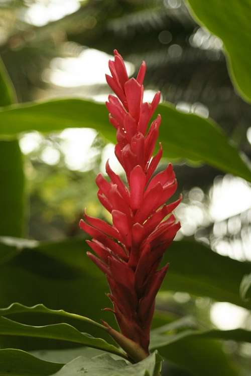 Alpinia Purpurata Tropical Ornamental Flower Plant
