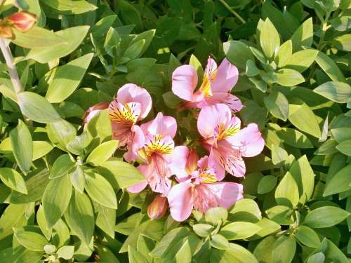Alstroemeria Pink Flower Summer Flowers