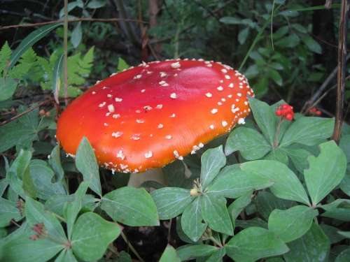 Amanita Muscaria Mushroom Red Poison Alaska