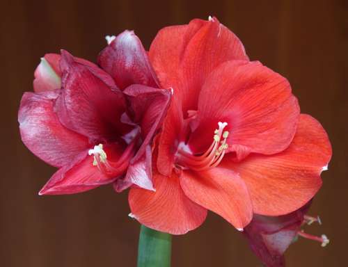 Amaryllis Blossom Bloom Flower Incomplete Nature