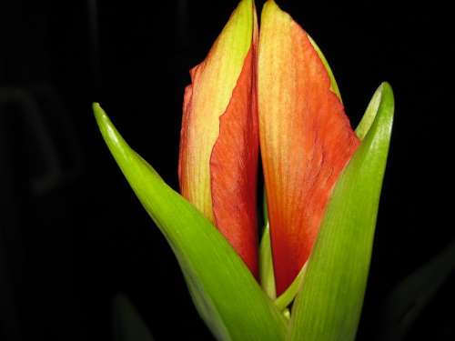 Amaryllis Flower Nature Green Plant Red Blossom