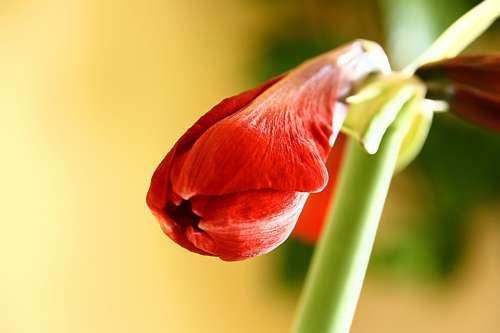 Amaryllis Flower Blossom Bloom Red