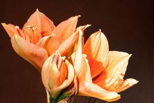 Amaryllis Salmon Orange Tender Flower Plant