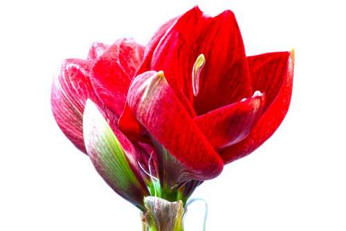 Amaryllis Red Flowers Flower Plant Botany