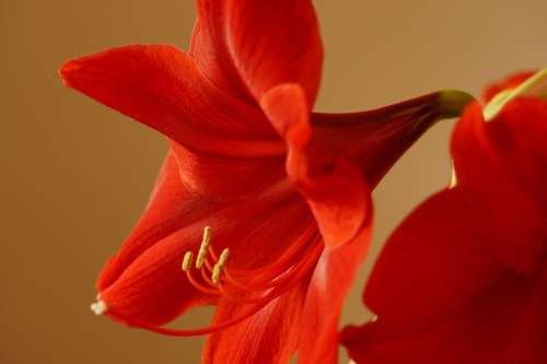Amaryllis Amaryllis Plant Flower Blossom Bloom Red
