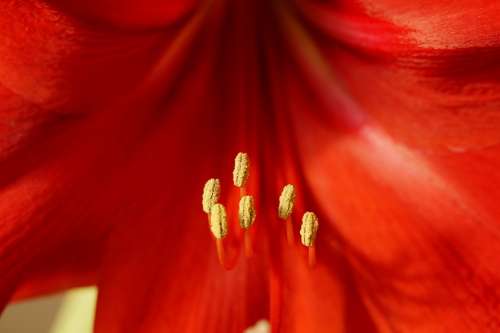 Amaryllis Pistil Close Up Red Blossom Bloom