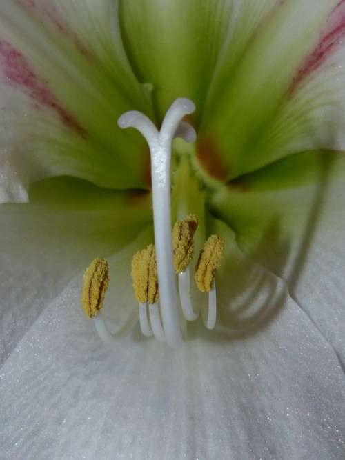 Amaryllis Flower Plant Botany Close Up