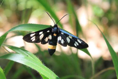 Amata Black Butterfly Moth Phegea Spotted Stripe