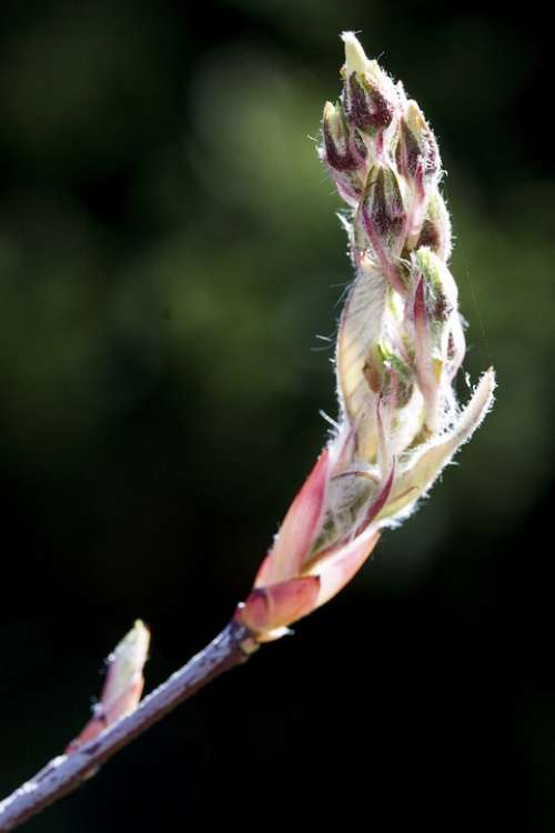 Amelanchier Kernobstgewaechs Large Blossom Plant