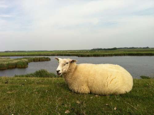 Ameland Little Sheep Island Nature