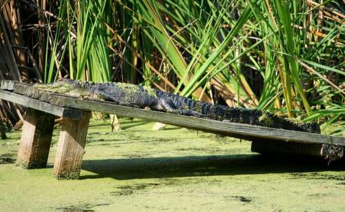 American Alligator Reptile Crocodilian Sun Bathing