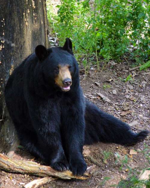 American Black Bear Bear Sitting Mammal Fur