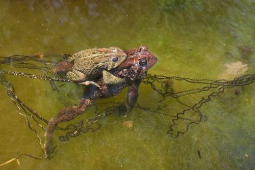 American Toad Copulation Mating Toads Eggs Pond