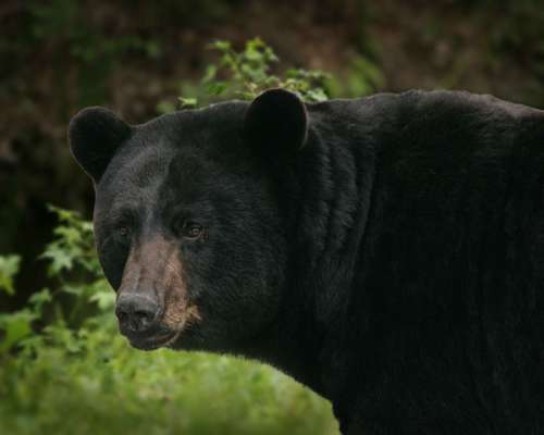 Americanus Ursus Bear Black Big Bears Animals