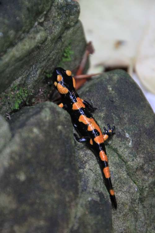 Amphibia Fire Poison Salamander Toxic Animals