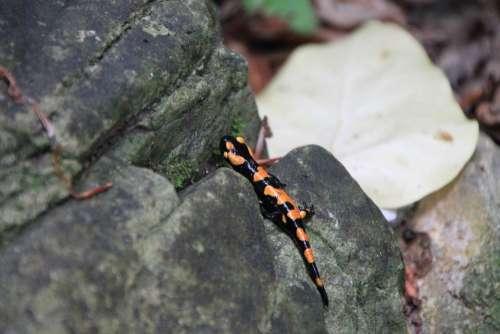 Amphibia Fire Poison Salamander Toxic Animals