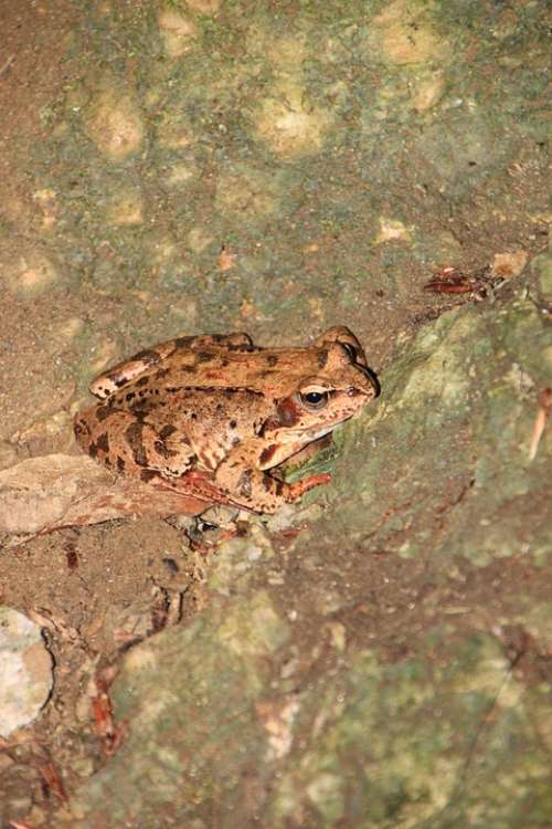 Amphibians Common European Frog Mountain Animals