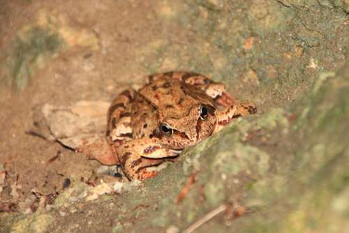 Amphibians Common European Frog Mountain Animals