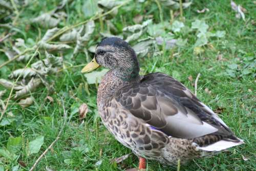 Anas Platyrhynchos Mallard Duck Bird Animal