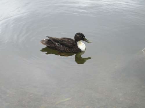 Anas Platyrhynchos Duck Animal Mallard Bird Water